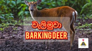 වැලි මුවා  Barking deer barkingdeermuntjacwilddeerdeernaturewildlifeanimalanimalscute [upl. by Lerat]