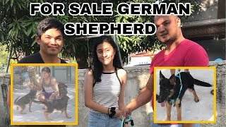 FOR SALE GERMAN SHEPHERD [upl. by Mw217]