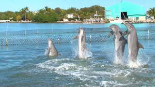 Dolphin Dance Video [upl. by June]