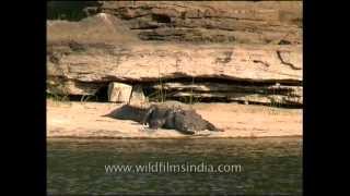 Crocodile with massive teeth in a central Indian river [upl. by Noillimaxam]