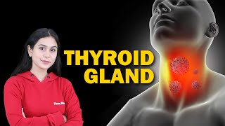 Endocrine System and Adolescence  Thyroid Gland  Biology  Class 8 ICSE  Home Revise [upl. by Geis454]