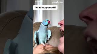 Talking Parrot Interacts Adorably With Owner [upl. by Harri]