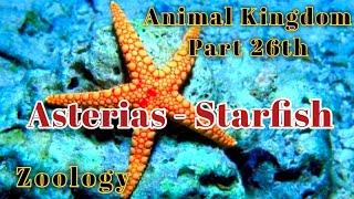 Asterias  Starfish  Bsc zoology  Zoology classes  Rpsc Zoology  Invertebrates  Upsc zoology [upl. by Naltiak896]