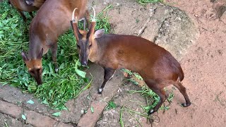 Barking Deer  Olu Muwa  Srilanka  Ape show [upl. by Bobbye]