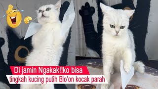 Ngakak bangetTingkah kucing putih Bloon paling lucu di TikTokkompilasi kucing lucuCT [upl. by Natehc]