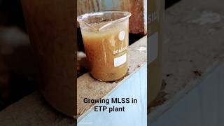 growing MLSS in ETP plant mbbr aeration biomass bacteria [upl. by Yemrots]