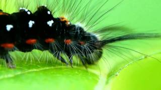 Tussock Caterpillar in Closeup キドクガ幼虫（蛾）の徘徊＠タニウツギ葉 [upl. by Nauqal18]