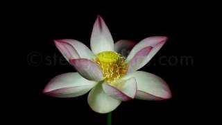 Lotus BlÃ¼te Zeitraffer  Lotus flower timelapse [upl. by Connett827]