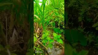 rice field sound for relaxation nature ricefield stressrelief rileks ricefieldsound water [upl. by Laenaj]