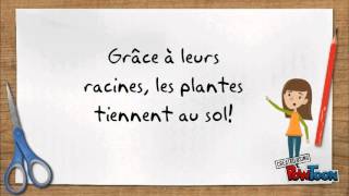 Les besoins des plantes [upl. by Auqinahs]