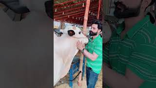 fateh jangi bail cowlover cowbeauty foryou sufirasheed22 [upl. by Jerrine]