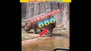 Why do hippos defecate like that 🤯। shorts facts ytshorts [upl. by Kyred568]