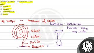 Ovules are attached to a parenchymatous cushion called A nucellus [upl. by Zenitram]