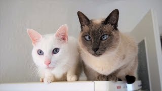 Siamese Cat Breed Information Behavior Needs Compatibility Care Health amp more [upl. by Finn]