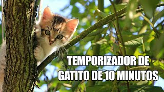 Temporizador de 10 minutos  Temporizador de gatito pequeño de diez minutos [upl. by Season]