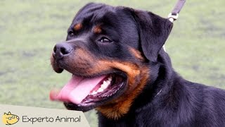 El perro Rottweiler [upl. by Emiline]