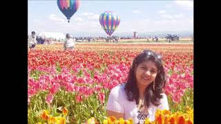 Beautiful Tulip Garden Tulip Festival Hot Air Balloon Ride Wooden Shoe Tulip FestivalPortland [upl. by Gilbertina]