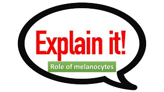 Explain it Role of melanocytes Prof Ashfaqur Rahman [upl. by Cassil695]