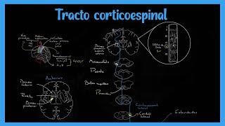 Tracto Corticoespinal Sistema Piramidal  EXPLICADO FÁCIL [upl. by Kotz]