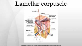 Lamellar corpuscle [upl. by Euridice]