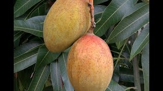 Growing Mango ‘Pickering’ in Containers  How to Grow Mangos [upl. by Aikam257]