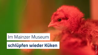 Im Mainzer Naturhistorischen Museum schlüpfen wieder Küken [upl. by Eanrahs]