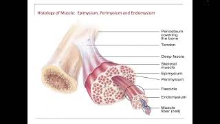 Epimysium Perimysium Endomysium Tendon Fascia Aponeurosis [upl. by Shultz558]