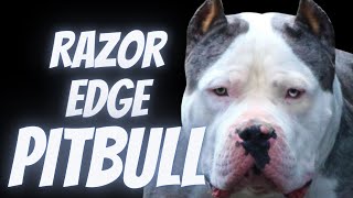 Razor Edge Pitbull [upl. by Johnna921]