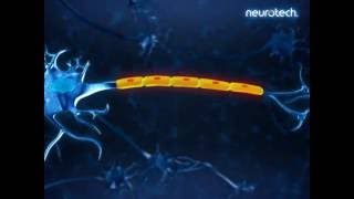 How Does The Structure of Neurons Enable Your Reflexes [upl. by Ahsitil]