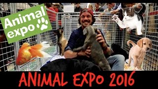 ANIMAL EXPO 2016  JAI GOUTE LA PATEE BIO POUR CHIEN [upl. by Asiul]