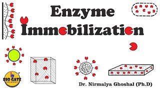 Enzyme Immobilization Immobilization of biocatalysts animation [upl. by Noyes942]