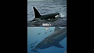 Orca vs Great White Shark  Real Life Fight [upl. by Nollahp620]