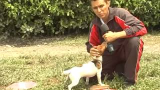 Entrenando a mi mascota raza jack russel terrier [upl. by Novert]