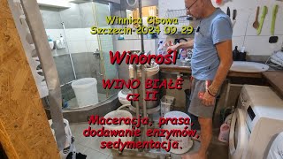 WINOROŚL  WINO BIAŁE cz II prasowanie  Winnica Cisowa 2024 09 29 [upl. by Steffin]