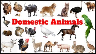 Domestic Animals  Learn Domestic Animals Names for Kids [upl. by Analise]