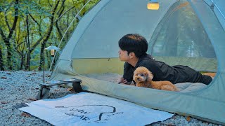 Solo Camping in Healing Forest with My Dog  Cozy Relaxing in the Tent  Forest Birds ASMR [upl. by Trumann90]