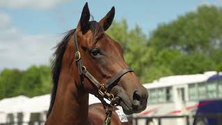 KARAKA 2024  LOT 349  CIRCUS MAXIMUS x RISQUE BUSINESS BAY FILLY 150000 [upl. by Zeb344]