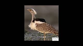 Houbara Bustard Bird Eggs – Protecting an Endangered Species  Conservation Efforts birds [upl. by Sim250]