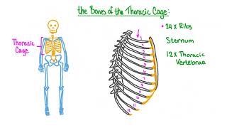 The Axial Skeleton [upl. by Giulia192]