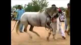 Azaad Kashmir mela Dadyal horse mela Pakistan horse dancing October 2013 champion [upl. by Arrimat]