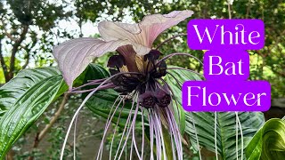 White Bat Flower  Tacca Integrifolia  Care amp Maintenance [upl. by Akital]