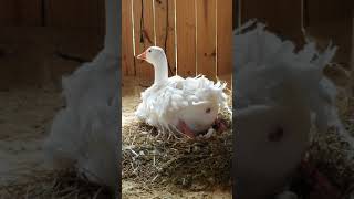 Sebastopol goose laying egg [upl. by Florian]