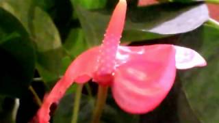 Anthurium Tailflower Flamingo flower or Laceleaf  an easytogrow Houseplant [upl. by Noeht685]