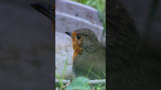 Rougegorge pleurtuit 🐦 France  Short video nature 4k 2024 robinbird [upl. by Maurreen]