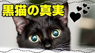 【黒猫を迎えるべき理由】黒猫の魅力とミステリアスな真実10選 [upl. by Baiss]