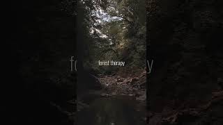 Forest therapy for discovering inner peace  Thanks for watching [upl. by Elnora361]