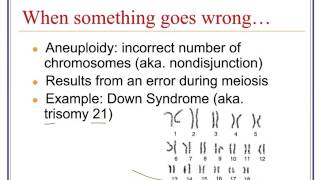 Karyotypes Nondisjunction amp Mutations [upl. by Asus]