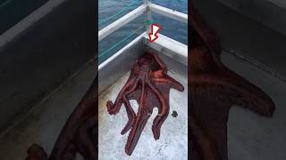 Octopus Escapes Through Tiny Boat Hole shortsvideo [upl. by Aicre]