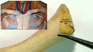 Osteology of the clavicle [upl. by Atsejam706]