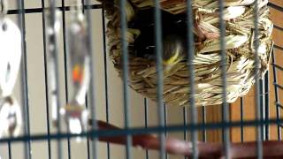 Our Green Singing Finches Ep3 [upl. by Sudoeht]